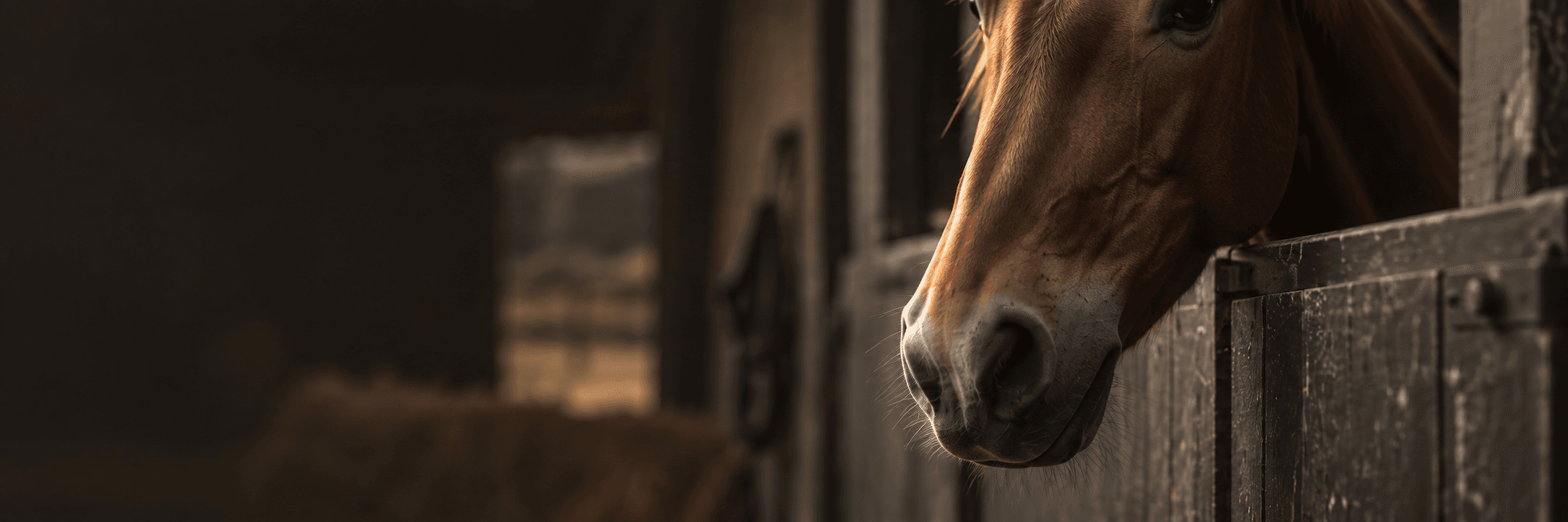 A horse looking out from a stable.