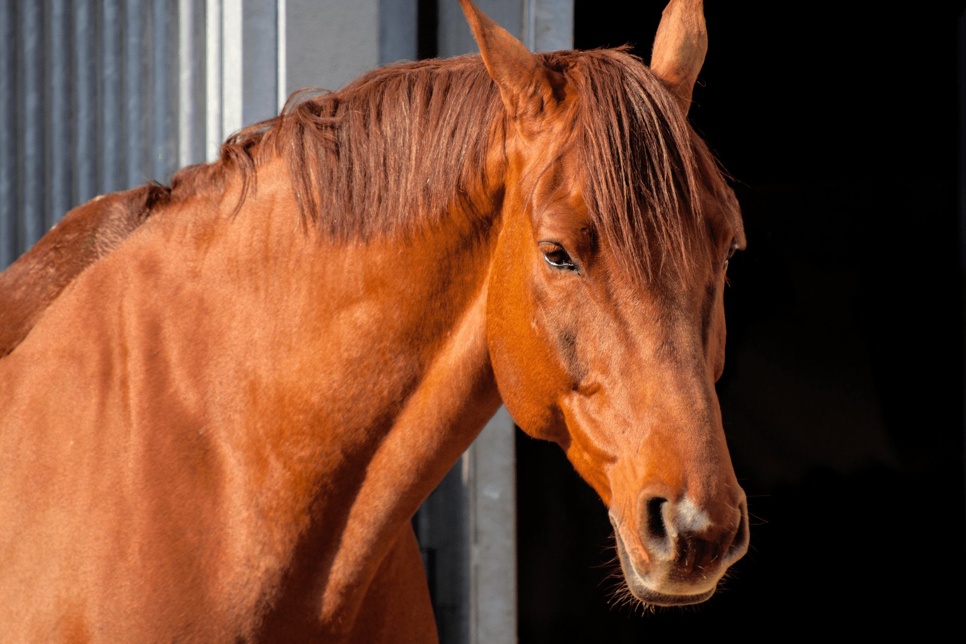 A chestnut horse looking out from a stable.